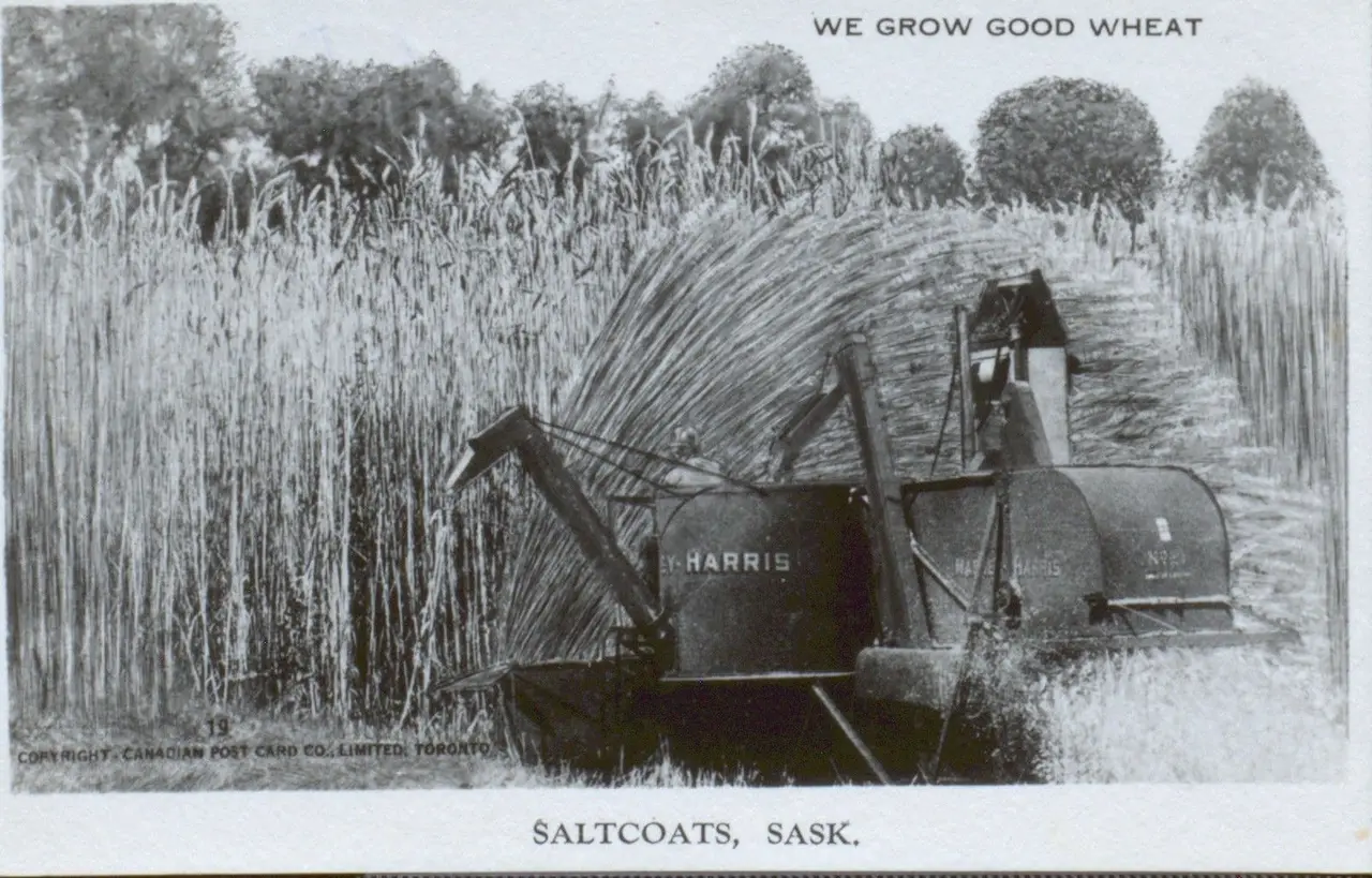 Harris harvester cutting tall wheat ("We Grow Good Wheat"), about 1920