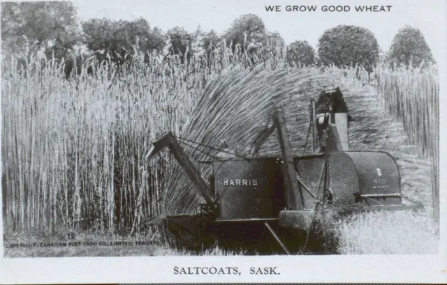Harris harvester cutting tall wheat ("We Grow Good Wheat")